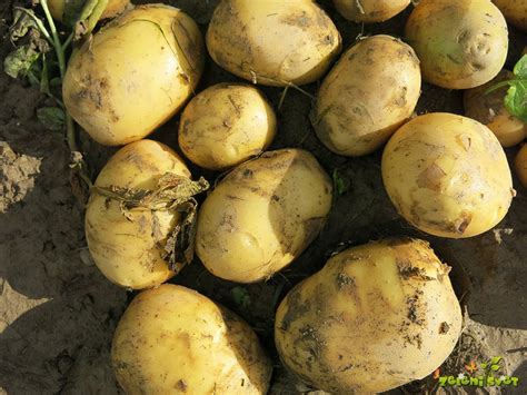 Mladi krompir sorte Kresnik (kifeljčar) na tržnici