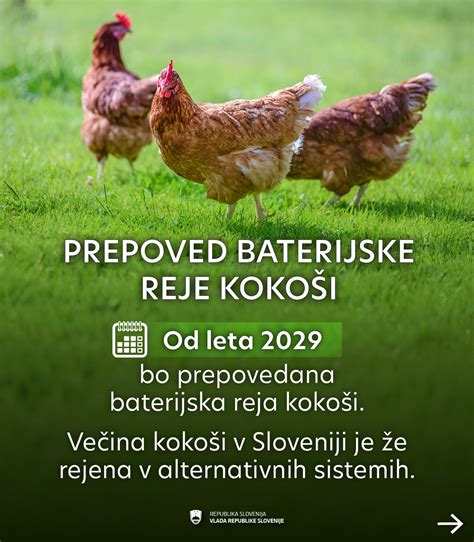 Infografika primerjave gostote kokoši v različnih sistemih reje (baterijska, hlevska, prosta, ekološka)