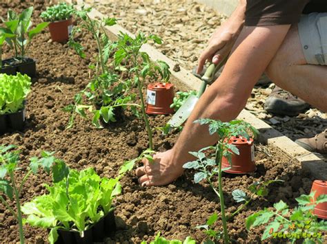 Shema: Medsebojno koristno sajenje korenja in paradižnika.