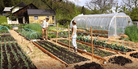 Ilustracija: Koruza kot opora za grah.