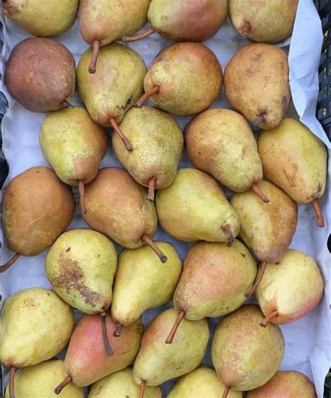 zrele hruške viljamovke, narezane na pol