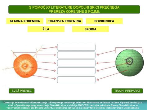 Infografika: pregled hranilnih snovi v korenju