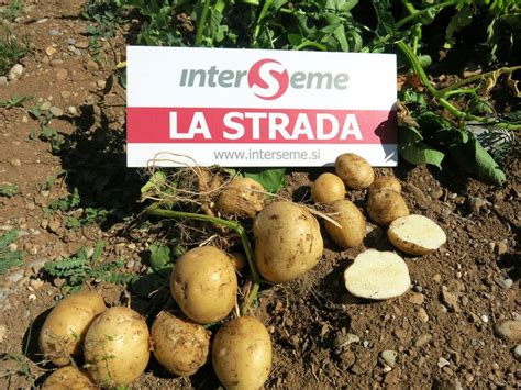primerjava sort krompirja Arrow in La Strada