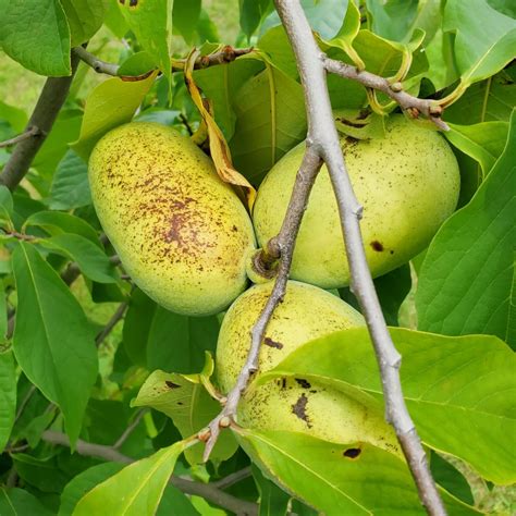 Asimina (pawpaw) plodovi na veji