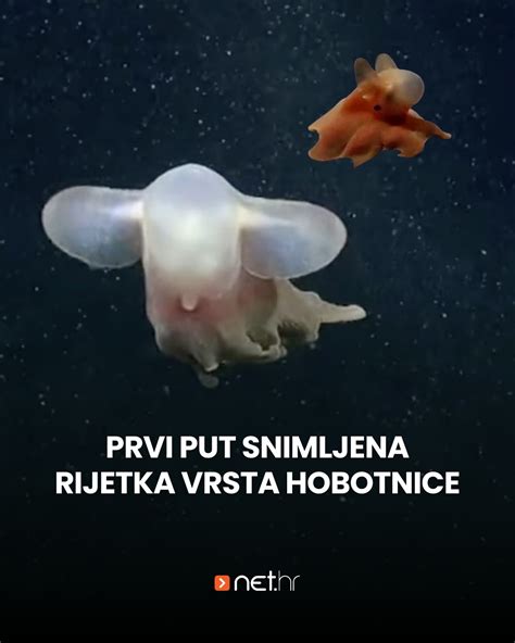 Shema anatomije Dumbo hobotnice