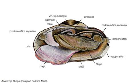 Shema telesne zgradbe avstralskega paličnjaka s poudarkom na kamuflažnih značilnostih