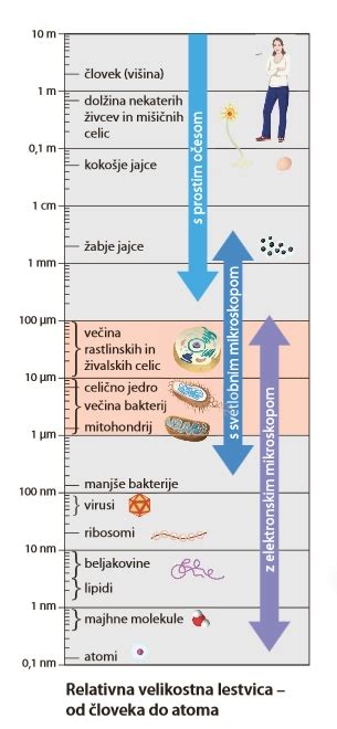 Primerjava velikosti in videza samca in samice avstralskega paličnjaka