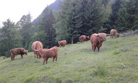 Tematska fotografija škotskega višavskega goveda na pašniku