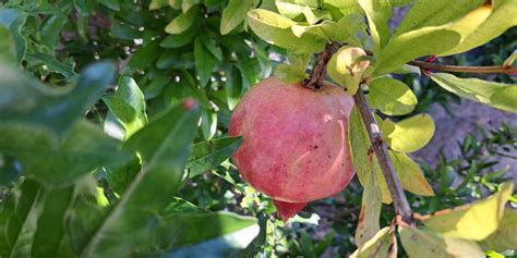 Ilustracija zrelih plodov kutine na drevesu.