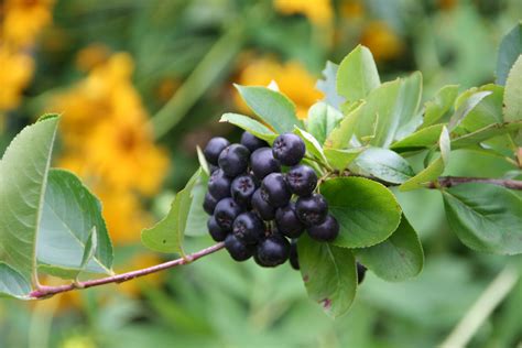 Zreli plodovi japonske kutine.