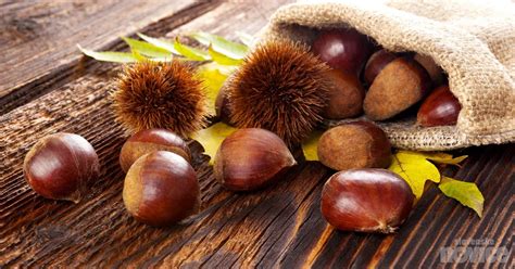 Prikaz različnih jedi iz kostanja.