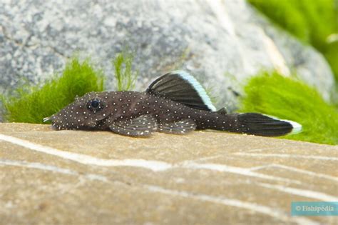 Infografika: Razlike med samcem in samico rogatca ter mlade ribe Ancistrus dolichopterus