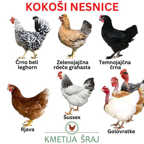 Fotografija štajerske kokoši