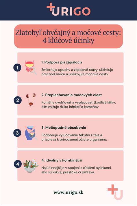 Infografika: Faze priprave testa za Dedove brke