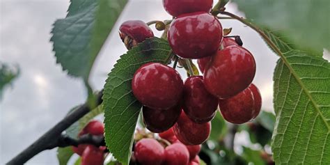 Sveže češnje, pripravljene za uporabo v narastku.
