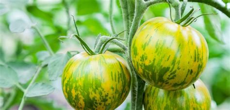 zeleni paradižniki na vrtu