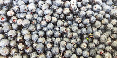 Fotografija družinske kmetije Pavlovič z nasadi aronije v ozadju.