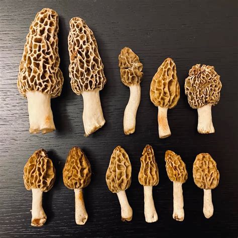 Thematic photo of fresh morel mushrooms