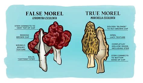 Infographic comparing true morels and false morels