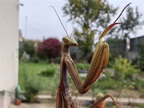 Makro fotografija prereza šunke z vidnimi luknjicami zaradi dodane vode