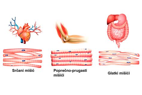Miomer: cik-cak struktura mišic ribe
