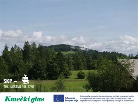 Fotografija: Prerez Emmentalerja z značilnimi velikimi očesi