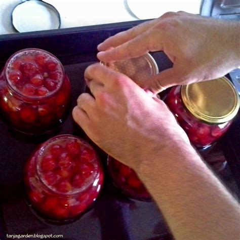 Shematski prikaz postopka priprave višnjevega kompota za ozimnico s pasterizacijo v pečici