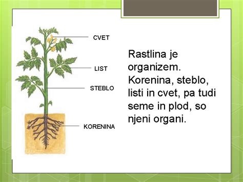 Infografika o strukturi luštreka (korenine, steblo, listi, cvetovi)