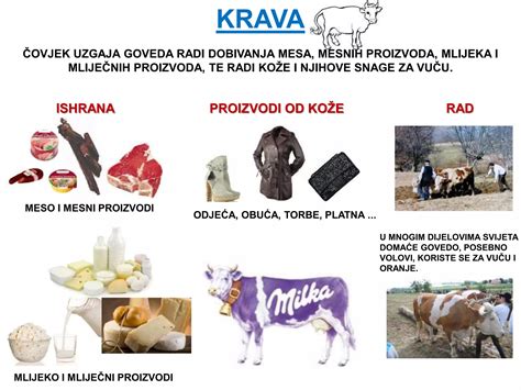 Infografika: Primerjava pasem goveda za kakovosten steak in njihove ključne značilnosti