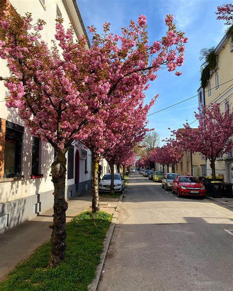 tematsko foto kavarne Čopomana