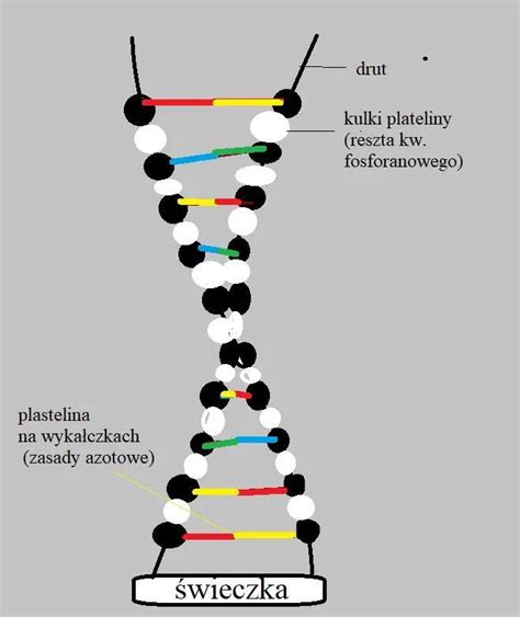 prikaz plastenja piškotnega dna in kreme v modelu
