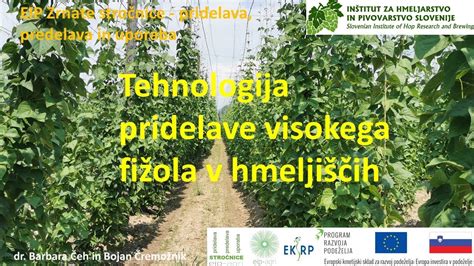 Tematska fotografija visokega fižola v hmeljišču