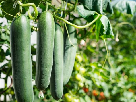 Manjše kumare, primerne za vlaganje (Shutterstock)