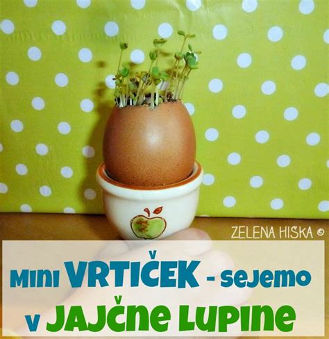 infografika s shemo nastanka barve jajčne lupine