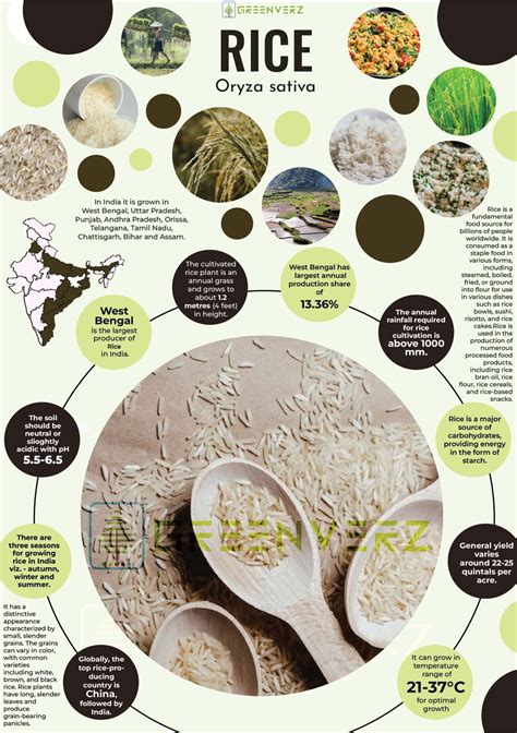Infographics on washing rice