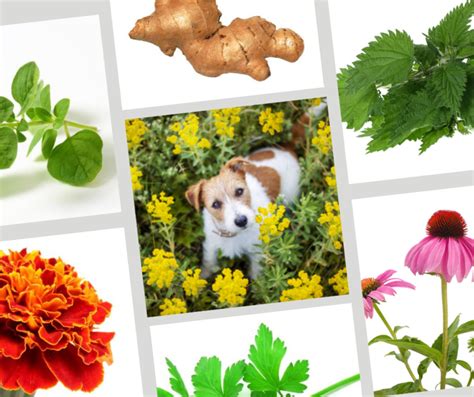 Ilustracija različnih zelišč, ki se uporabljajo v pasji prehrani.