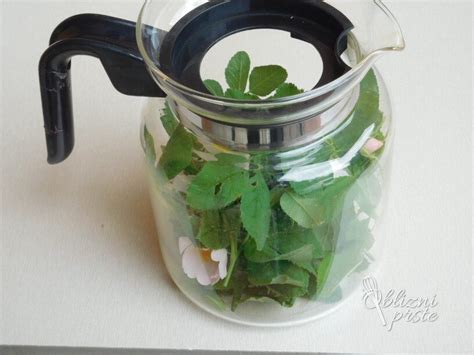 Fotografija svežih listov koprive.