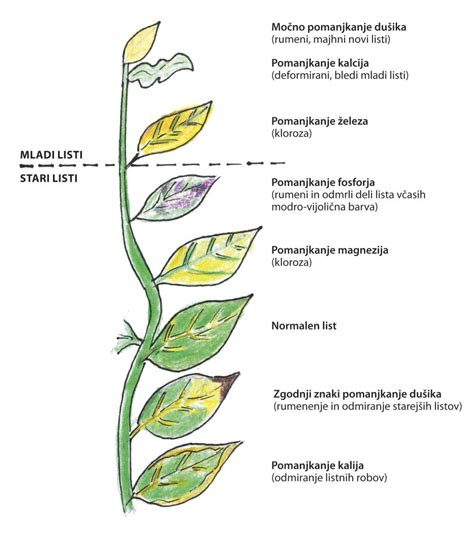 Shematiziran prikaz vijoličnih listov pri mladih kapusnicah zaradi mraza in pomanjkanja fosforja