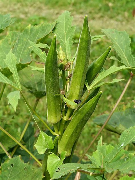 Botanični prikaz rastline okra (Abelmoschus esculentus) z listi in plodovi