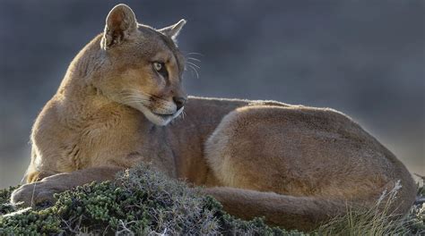 patagonska puma v svojem naravnem okolju