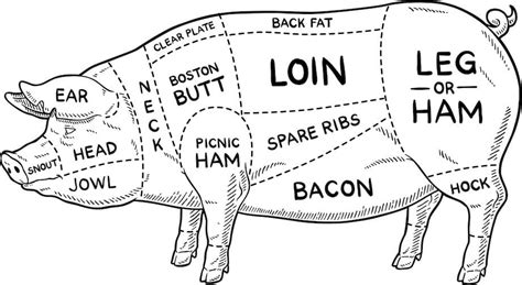 Diagram showing different cuts of pork suitable for roasting