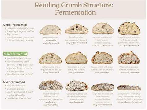 Infographic showing different stages of sourdough dough fermentation