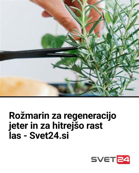 Zgodovinska ilustracija peteršilja v antičnih časih
