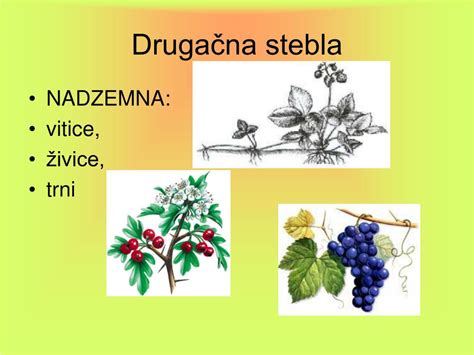 ilustracija divje ščetice z detajli listov, stebla in cveta