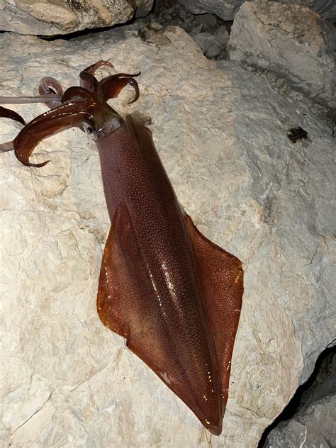 Shema anatomije lignja s poudarkom na lovkah, plašču in sifonu