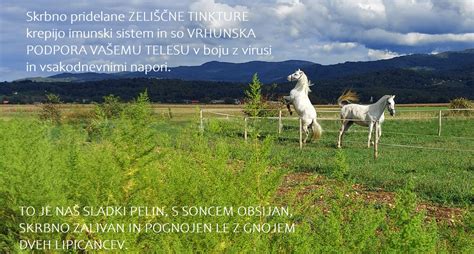 Tematsko fotografijo sladkega pelina