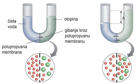 infografika: prikaz postopka osmoze pri soljenju mesa
