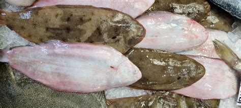 file morski list z omako