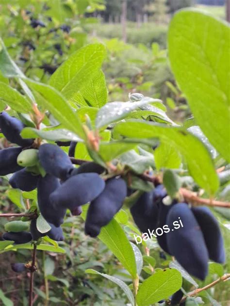 Fotografija nabranih borovnic v posodicah