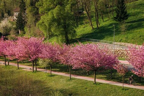 Fotografija cvetoče češnje v naravi